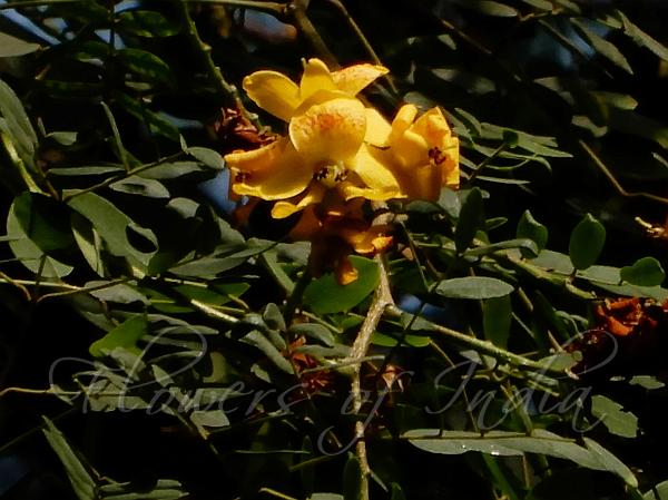 Brazilian Ironwood